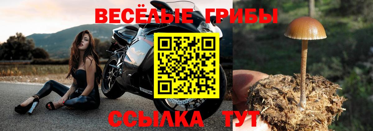 Галлюциногенные грибы Psilocybine cubensis Сосновый Бор